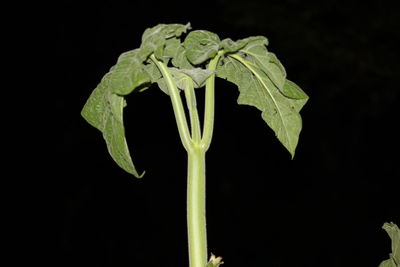 Close-up of flower against black background