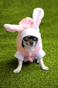 Chihuahua dressed as a bunny 