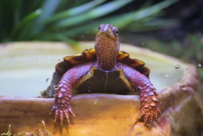 Close-up of turtle in sea