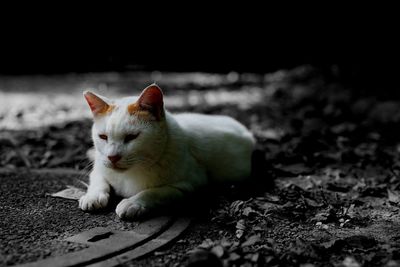 Cat lying on field