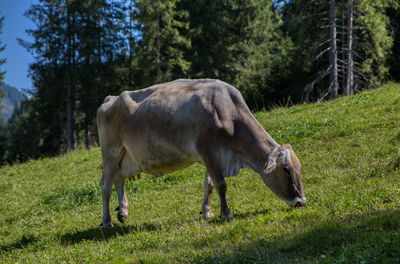 Horse grazing in a field