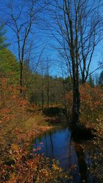 Reflection of bare trees in water