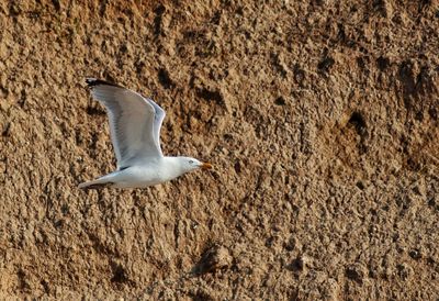 Close-up of seagull flying over land