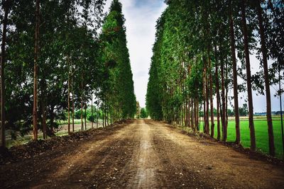 Road amidst trees against sky