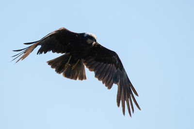 Low angle view of eagle flying in sky