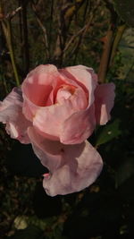 Close-up of pink rose