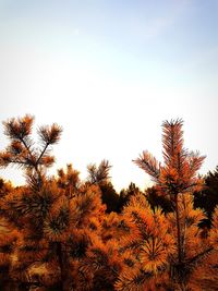 Low angle view of trees against clear sky