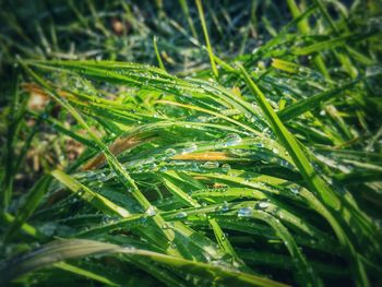 Close-up of dew drops on grass