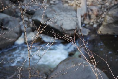 Close-up of water drop on branch