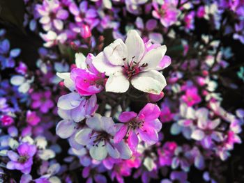 Close-up of pink cherry blossoms