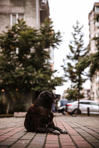 Dog sitting in a city