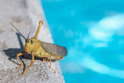 Close-up of insect on rock