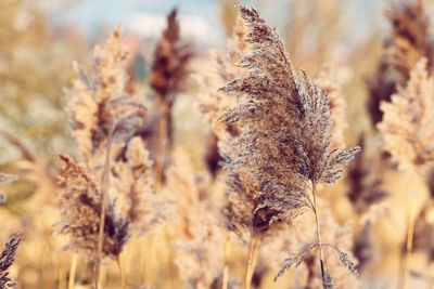 Close-up of wilted plant against sky