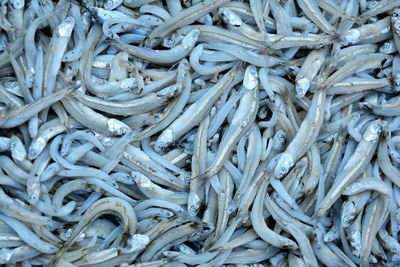 Full frame shot of fishes in market for sale