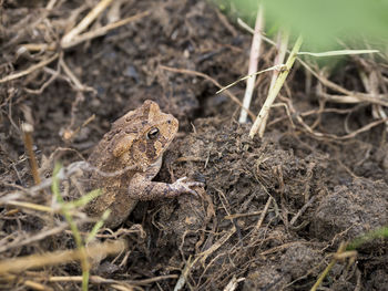 Toad is looking up from the garden bed.