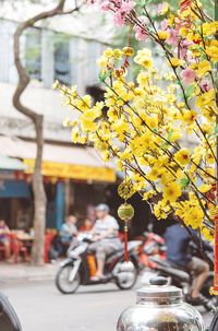Yellow flowering plant in city
