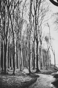 Bare trees in forest