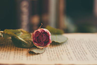 Close-up of red rose on table