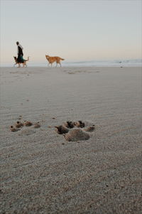 View of a dog on beach