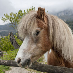 Close-up of a horse