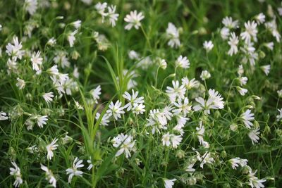 Close-up of white flowering plants on field