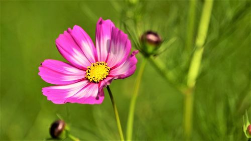 Close-up of pink cosmos flower