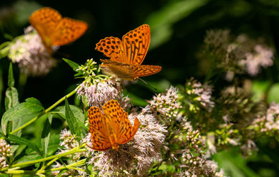 Close-up of butterfly pollinating on flower