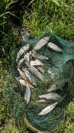 High angle view of fish underwater