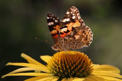 Close-up of butterfly pollinating on flower