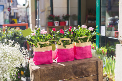 Potted plants for sale at street market