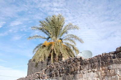 Low angle view of palm tree against sky