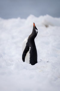 Gentoo penguin stands in snow lifting head