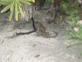 Close-up of lizard on sand