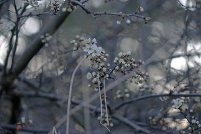 Close-up of white cherry blossoms in spring