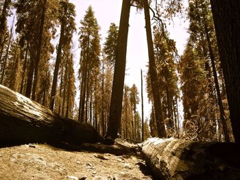 Low angle view of trees in forest