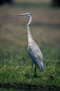 Gray heron on field