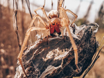 Close-up of spider on plant