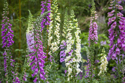 Close-up of purple flowering plants