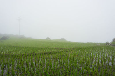 Scenic view of agricultural field against sky