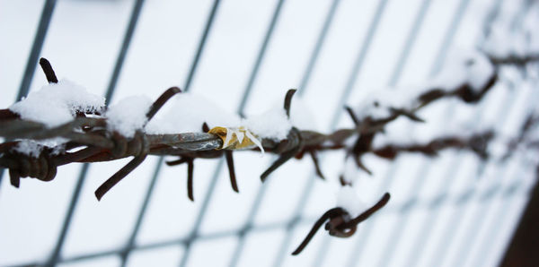 Close-up of barb wire on fence during winter
