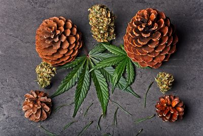 High angle view of pine cones on table