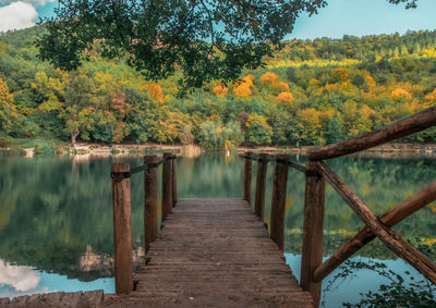 Wooden posts in lake amidst trees in forest