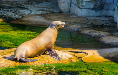 High angle view of sea lion