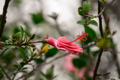 Close-up of pink flowering plant