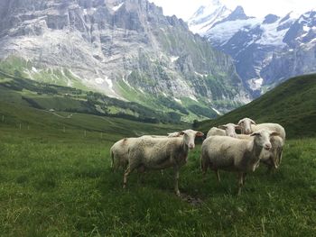 Sheep in a field