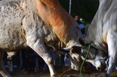 Cows fighting on field