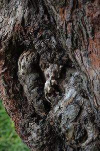 Close-up of tree trunk