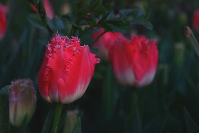 Close-up of pink flowers