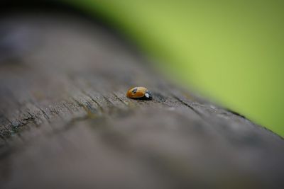 Close-up of ladybug on wood