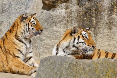 Tigers by rock